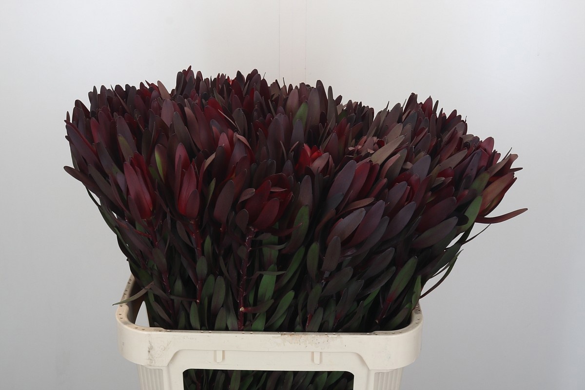 Леукадендрон Сафари Сансет 80 (красн.), шт.