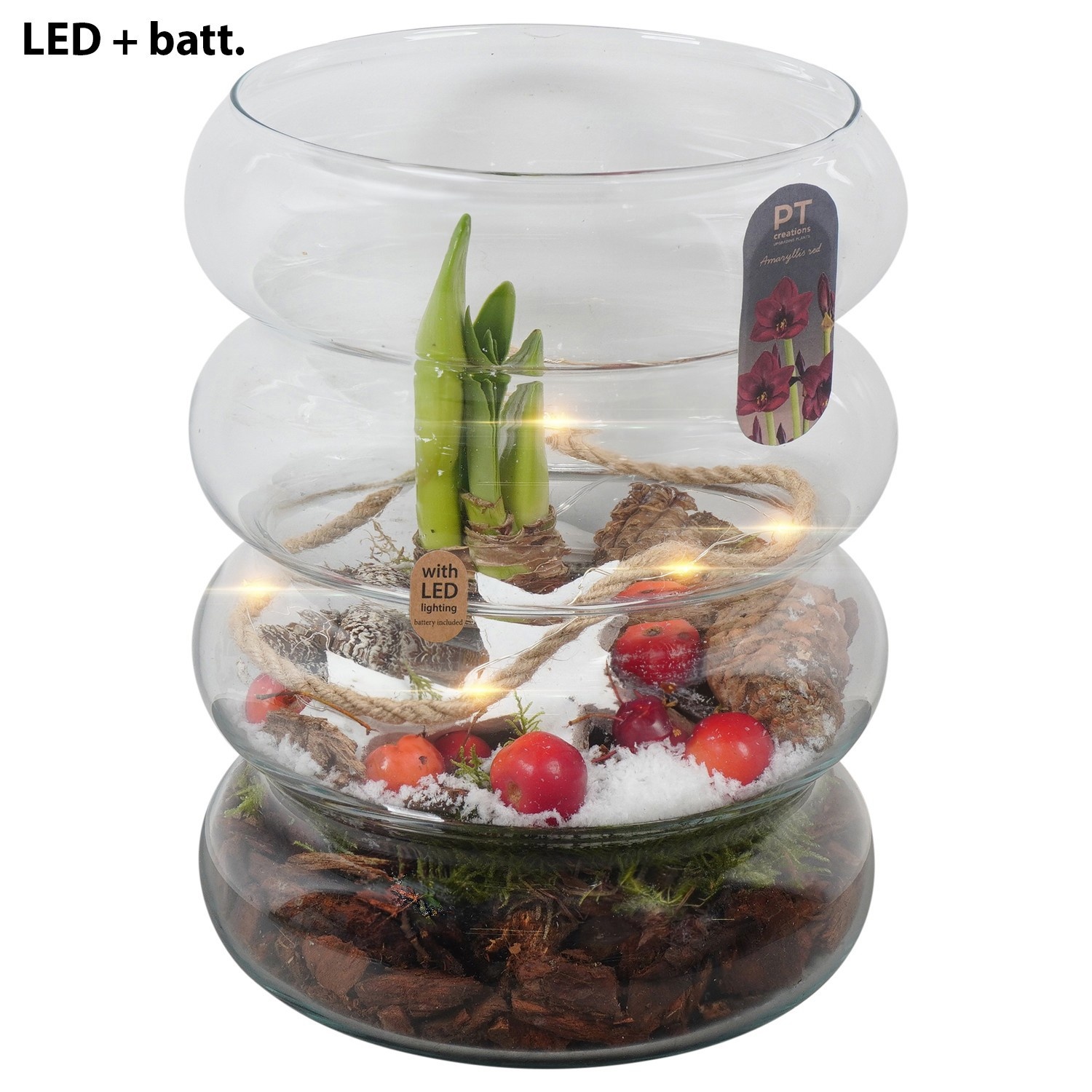 PTACH2460 Arrangement Amaryllis Christmas in glazen vaas met led, D 18