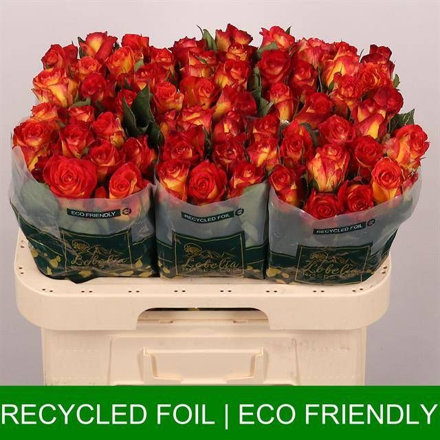 Роза од. Кэтч 60, шт.