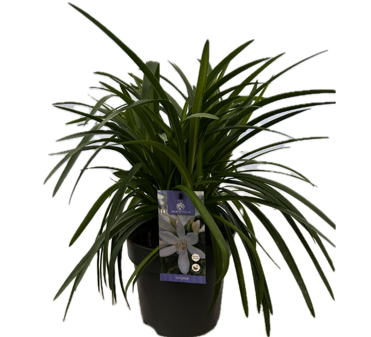 Agapanthus 'Shona' P22 EVERGREEN, D 22