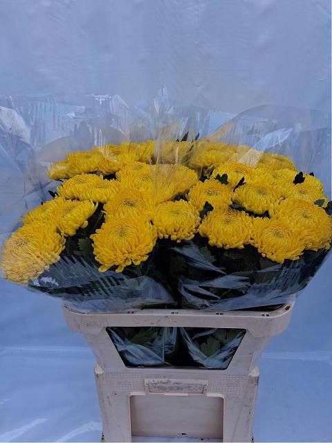 Хризантема од. Ривалри 80, шт. Хризантема од. Ривалри 80, шт.