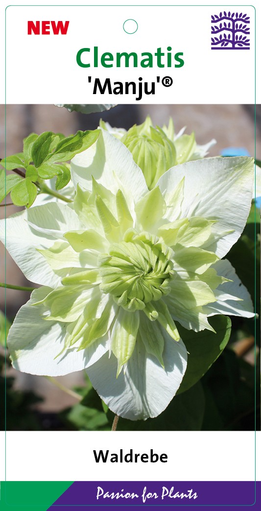 Clematis 'Manju' 80CMC2, D 17 cm