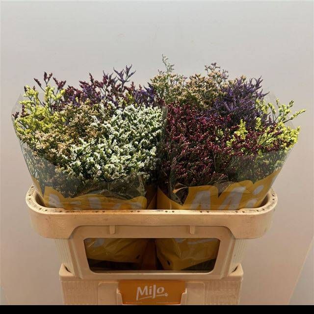 Лимониум Даймонд Микс 70, шт.