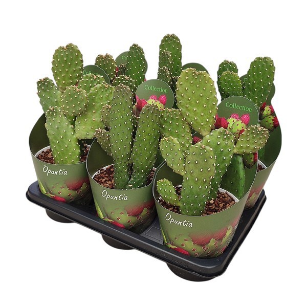 OPUNTIA CONSOLEA RUBESCENS - POT Ø 14 COLLECTION WITH POTCOVER (CACTUS), D 14