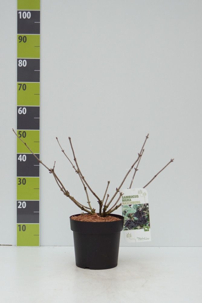 Sambucus nigra 'Haschberg C 4,6, D 23