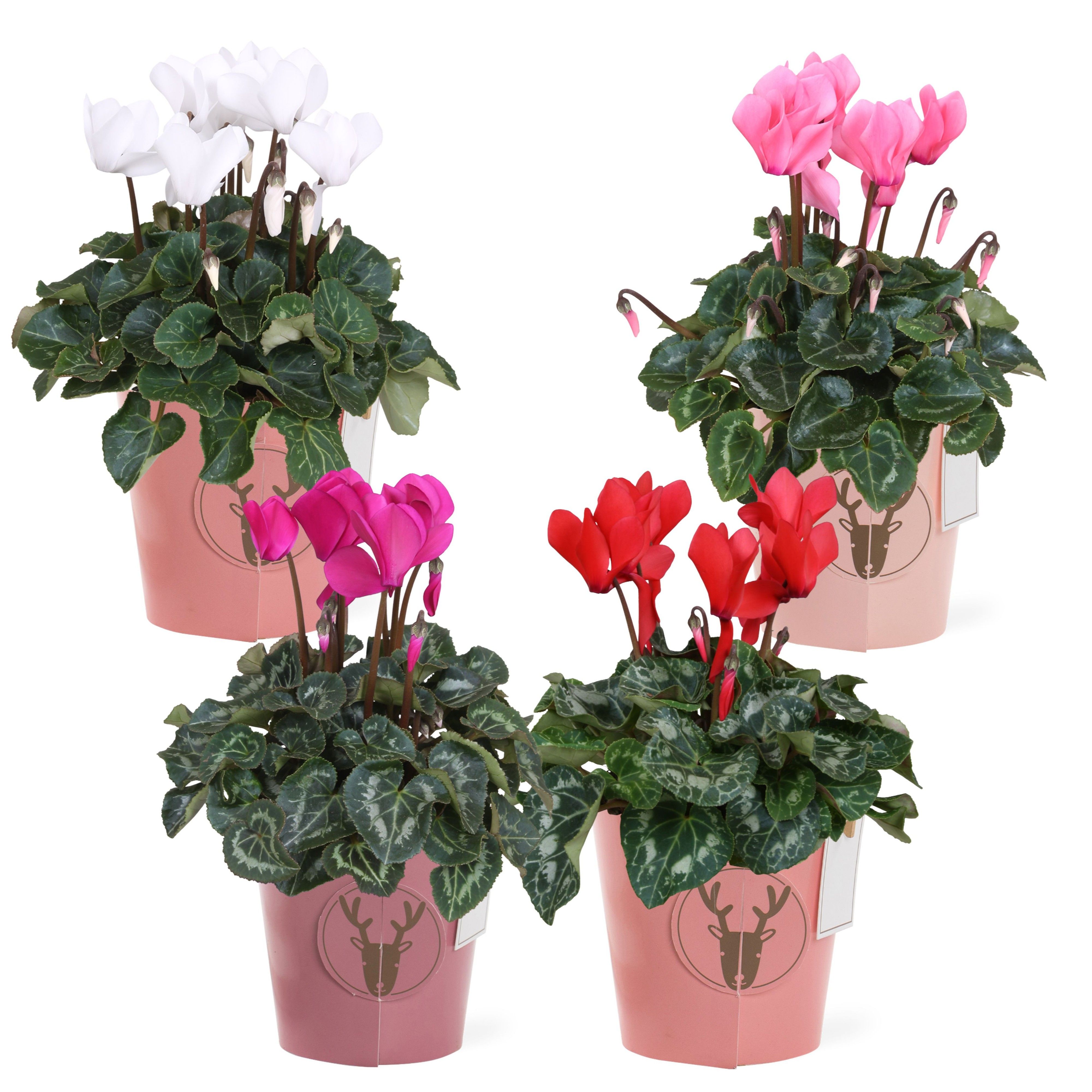 Collectie "Rich Love" Cyclaam in Papercup Rudolf, D 12