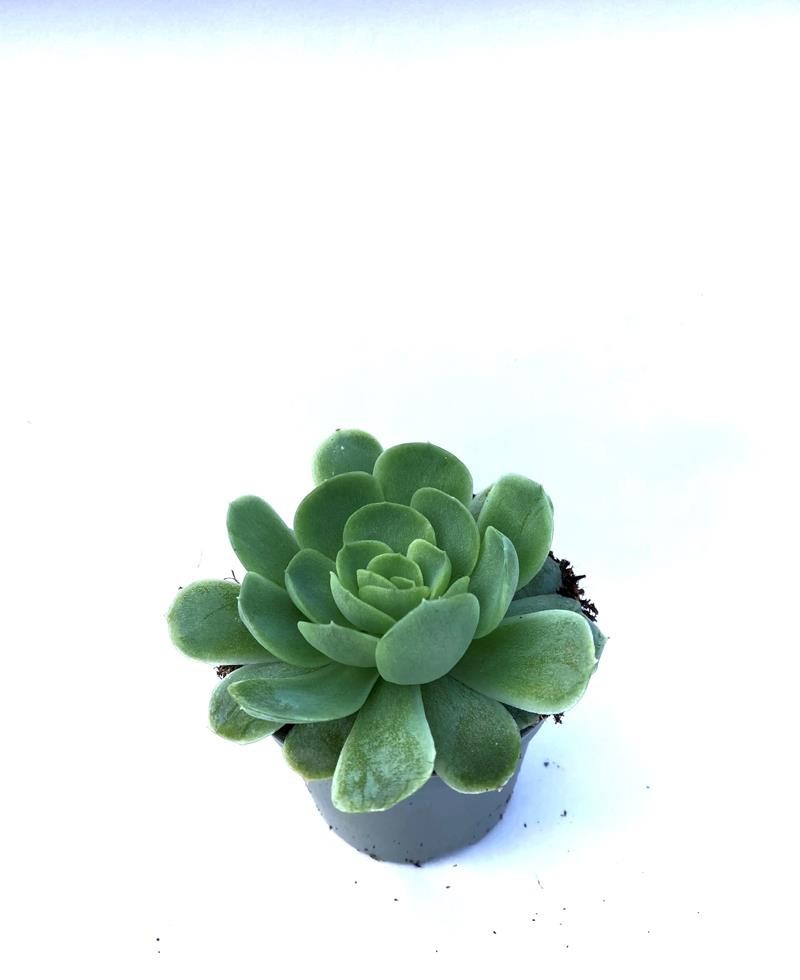 ECHEVERIA ELEGANS, D 6