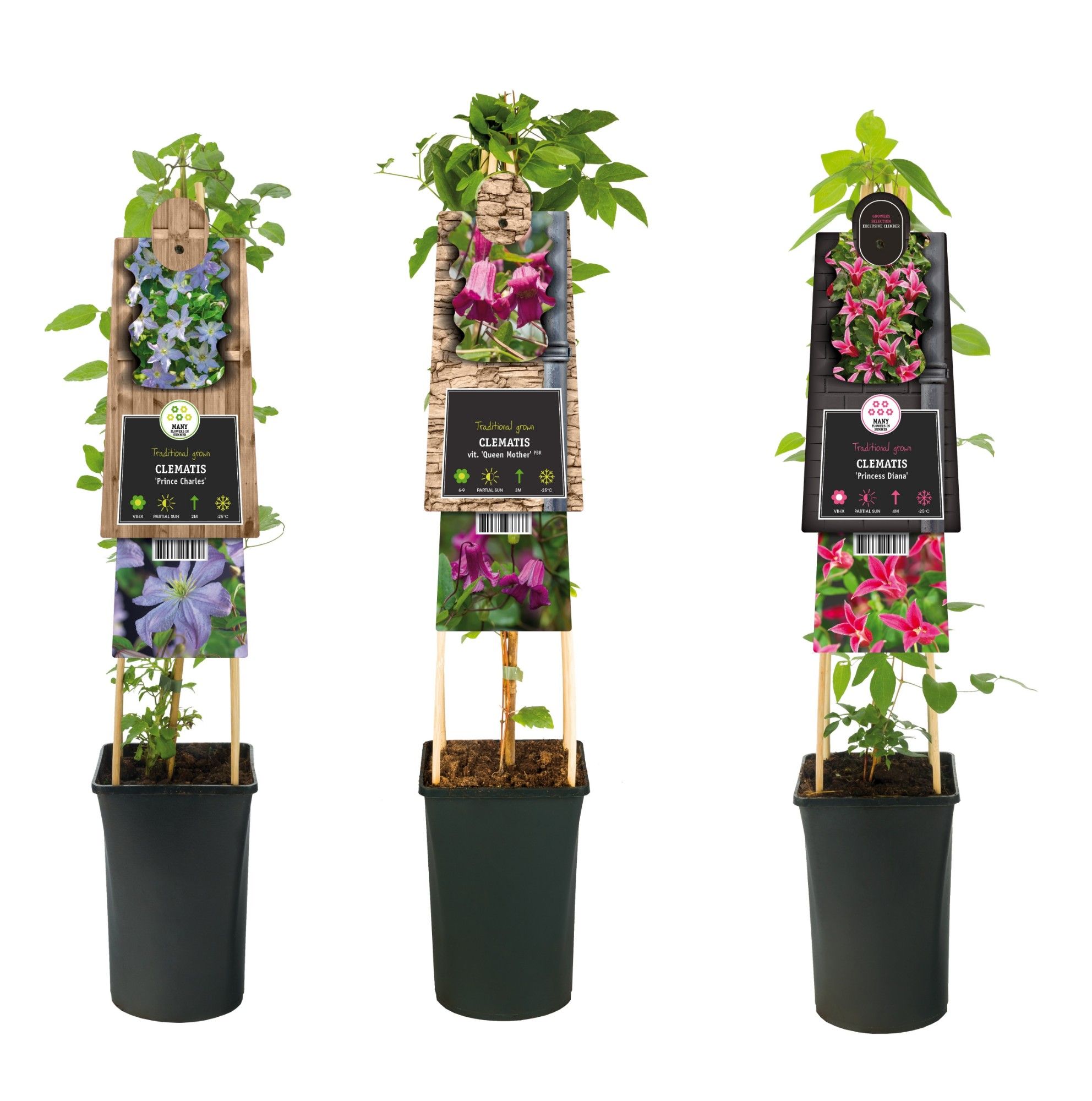 Mixshelf Clematis Royals +3.0 label, D 17