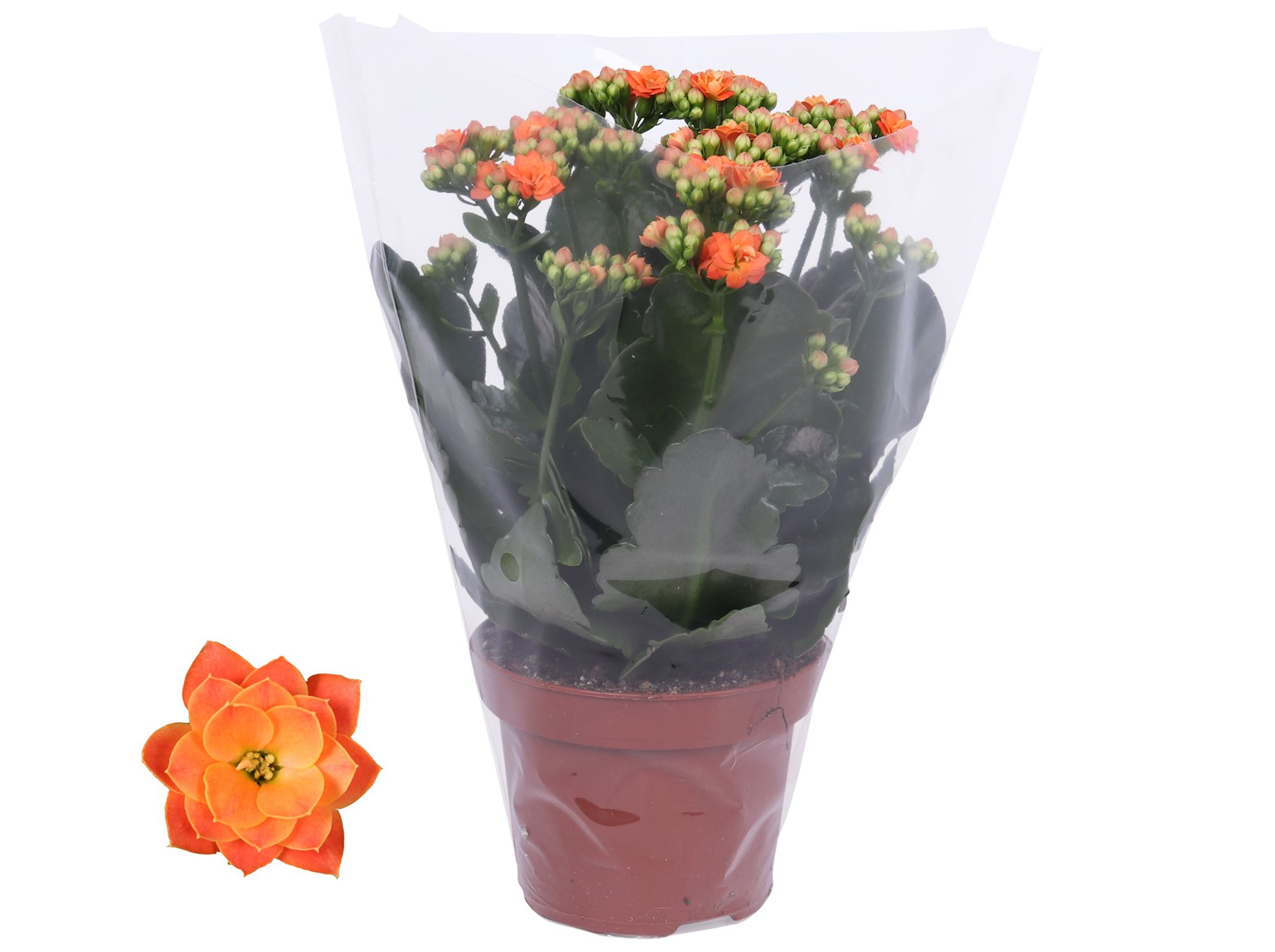 Kalanchoe Rosalina 12cm Don Pedro oranje, Blanco hoes, D 12 cm Kalanchoe Rosalina 12cm Don Pedro oranje, Blanco hoes, D 12 cm