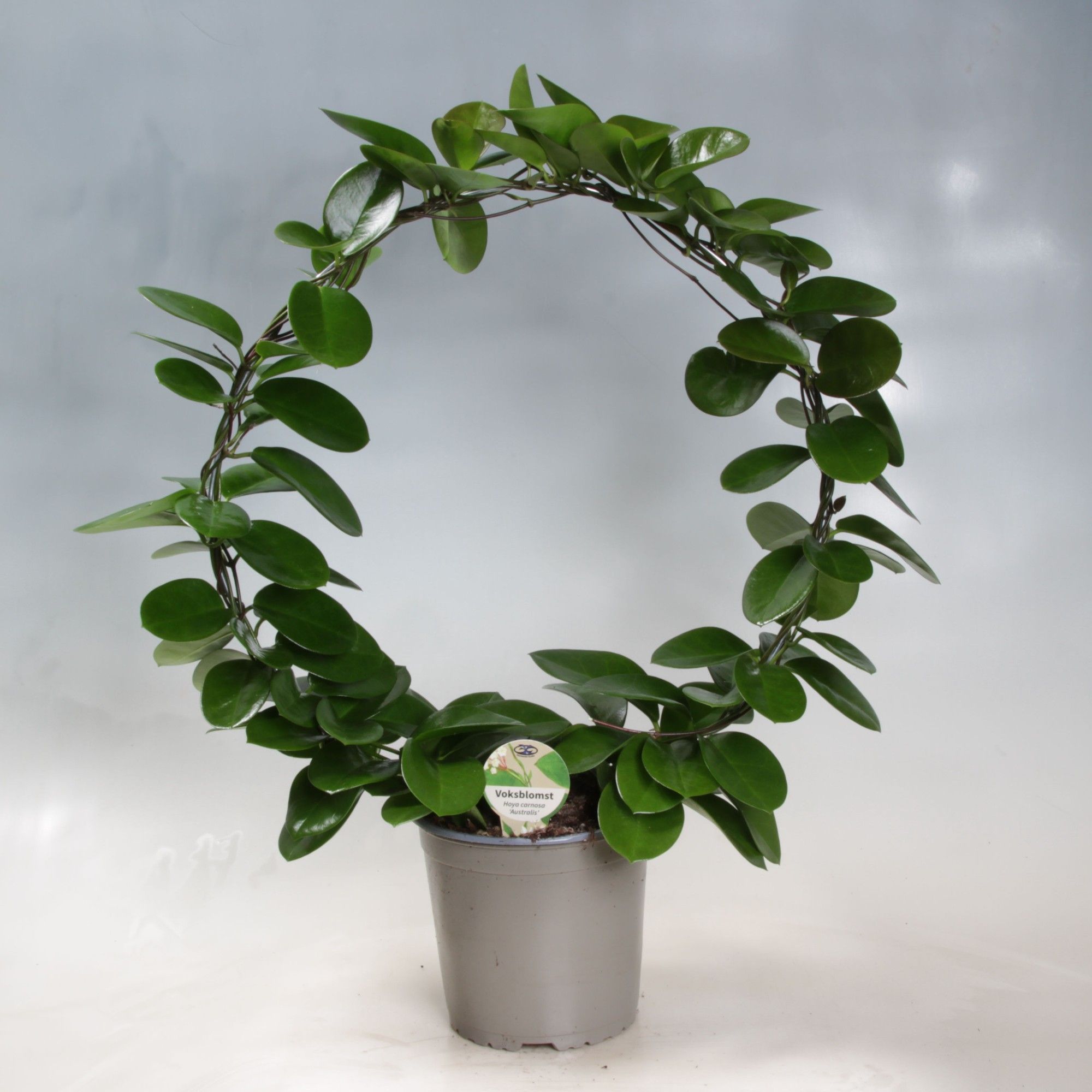 Hoya Australis boog 17 cm, D 17