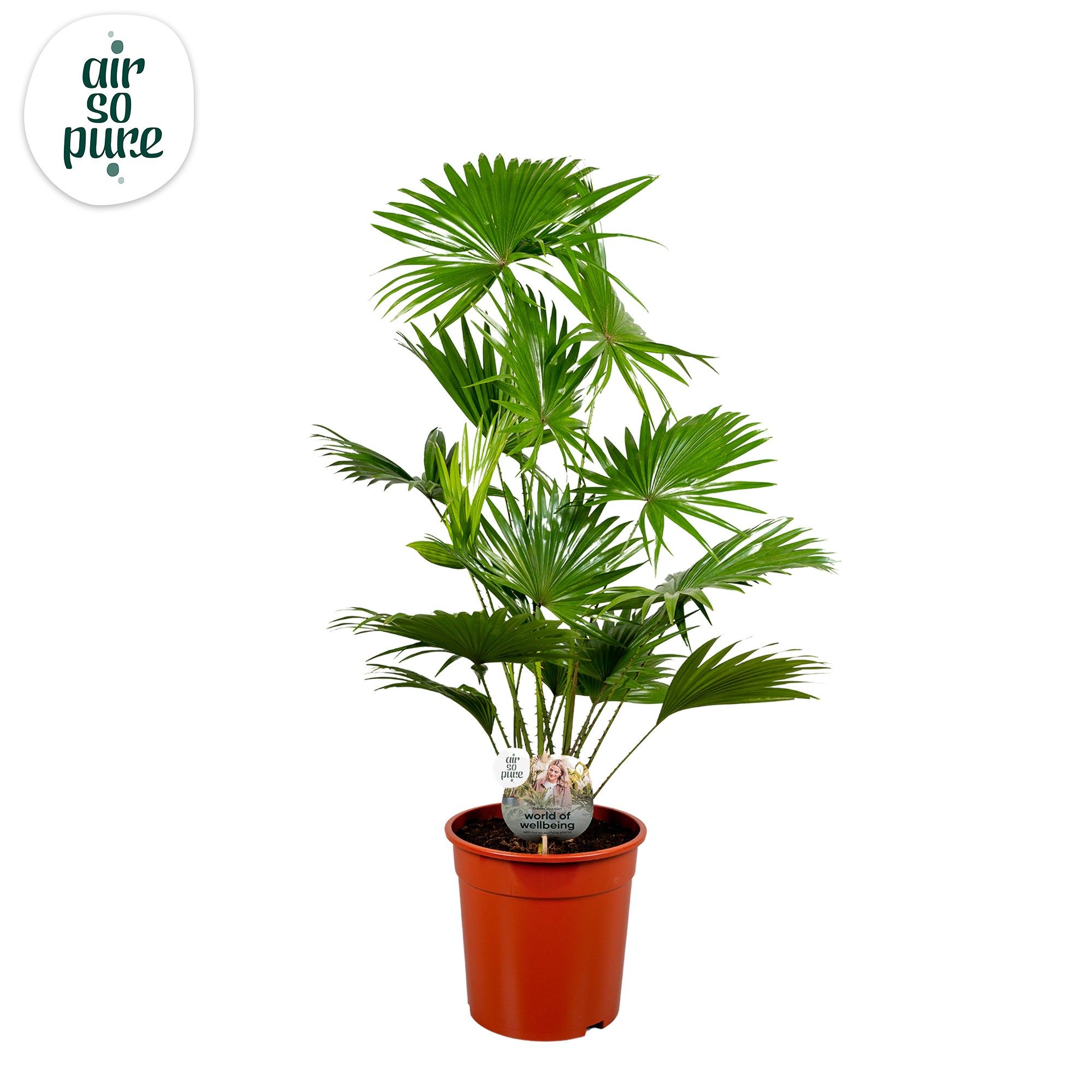 Livistona Rotundifolia 24 cm"Disc Etiket Air So Pure, D 24 cm Livistona Rotundifolia 24 cm"Disc Etiket Air So Pure, D 24 cm