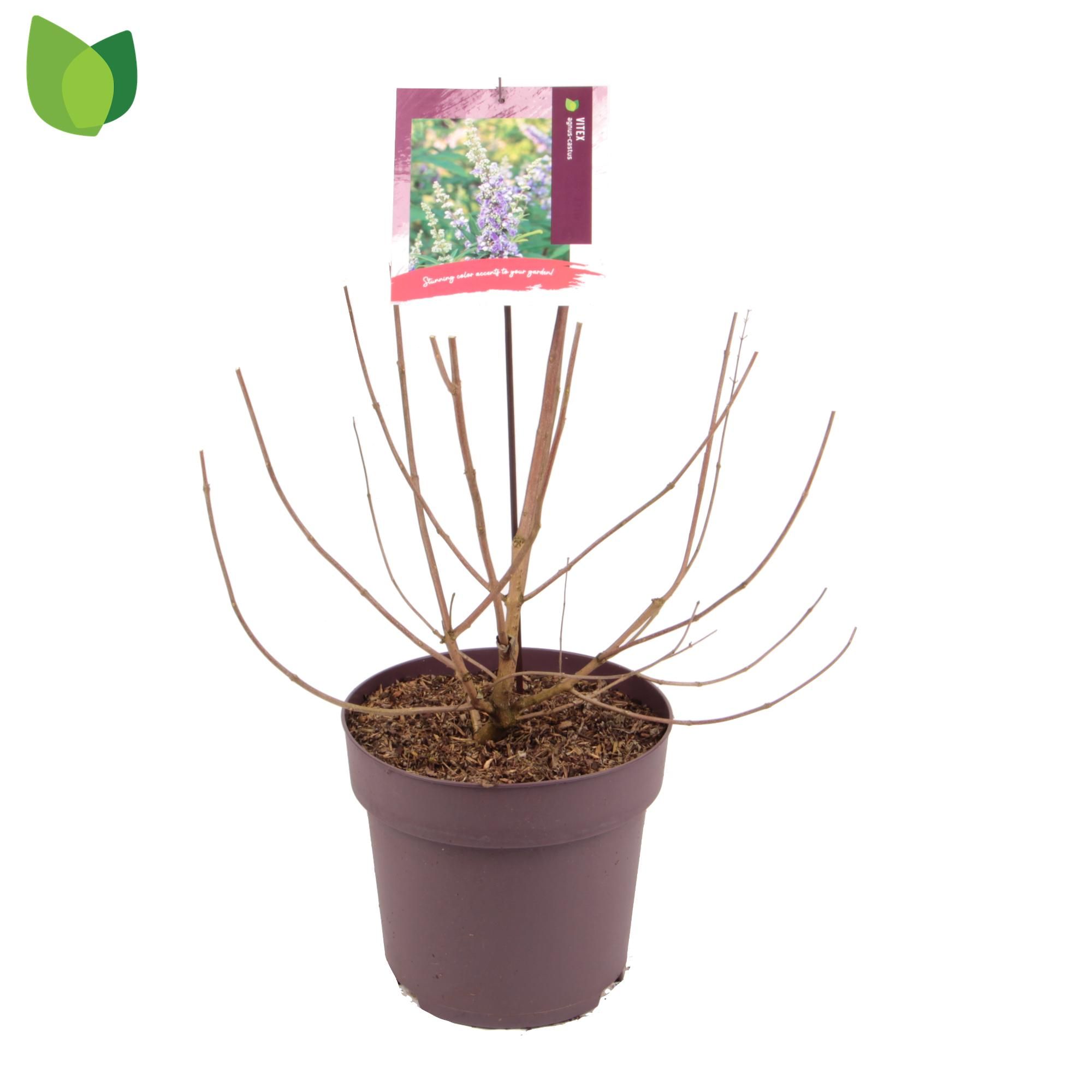 Vitex agnus castus C10/P29, D 29