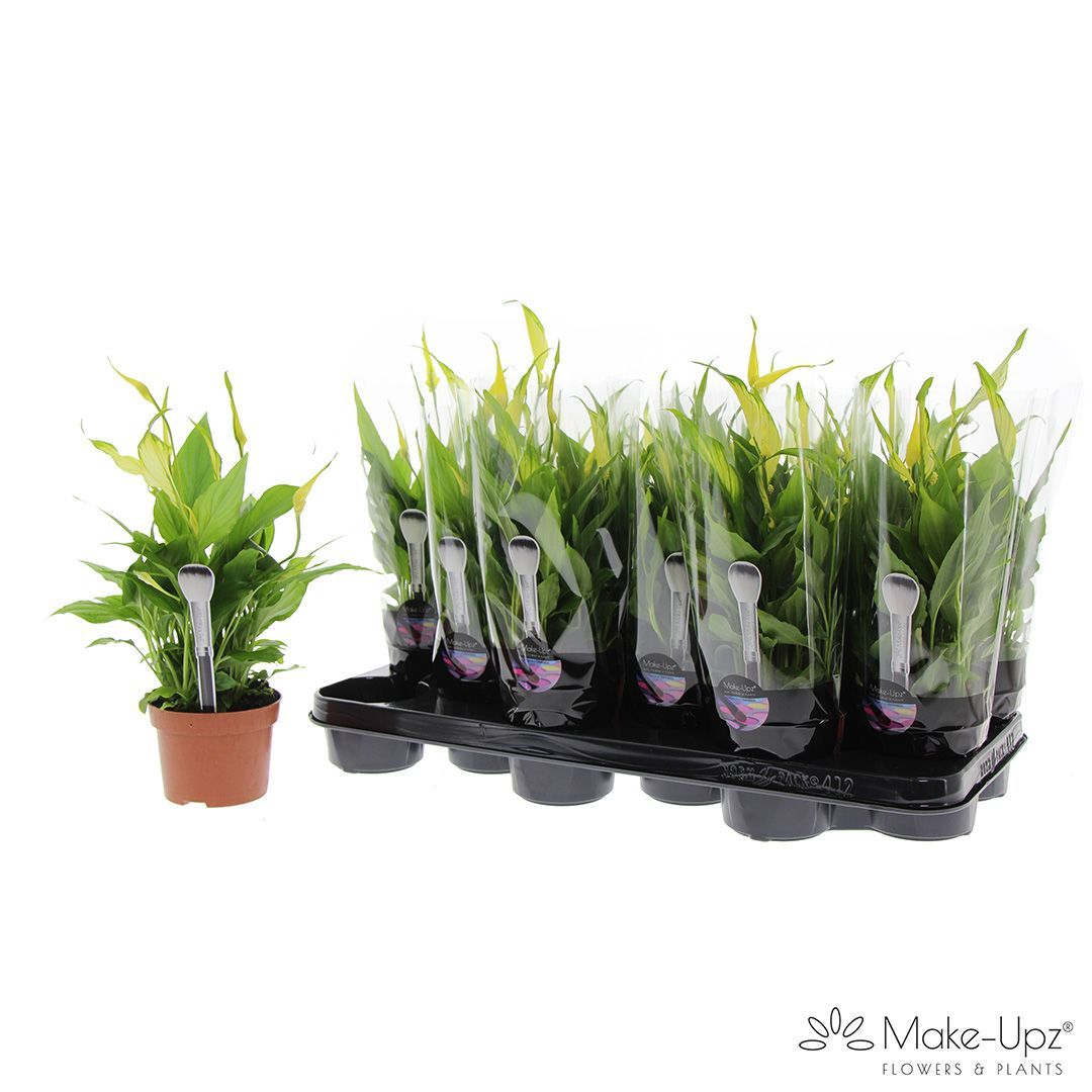 Spathiphyllum 10,5 cm Make Upz geel, D 10,5