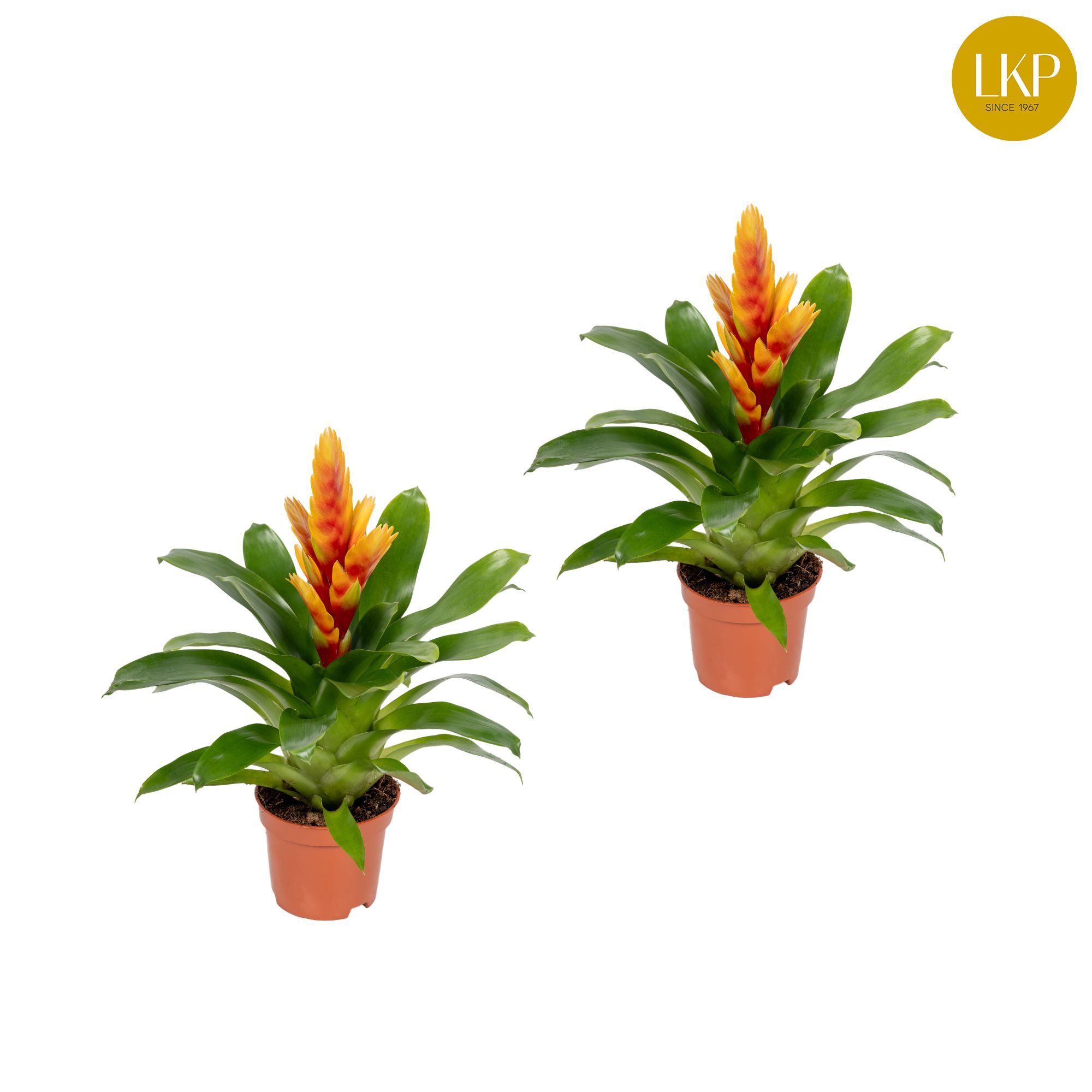 Vriesea Cato Oranje (Zonder Hoes), D 10,5