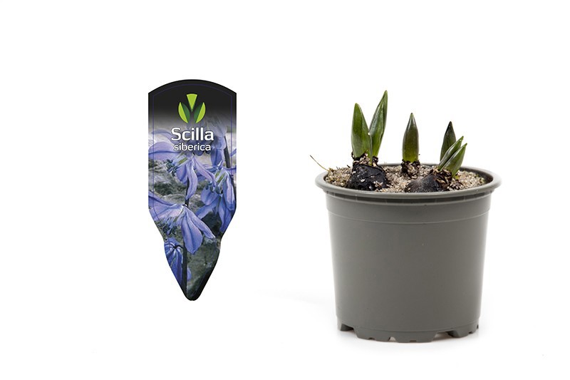 SCILLA SIBERICA, D 9
