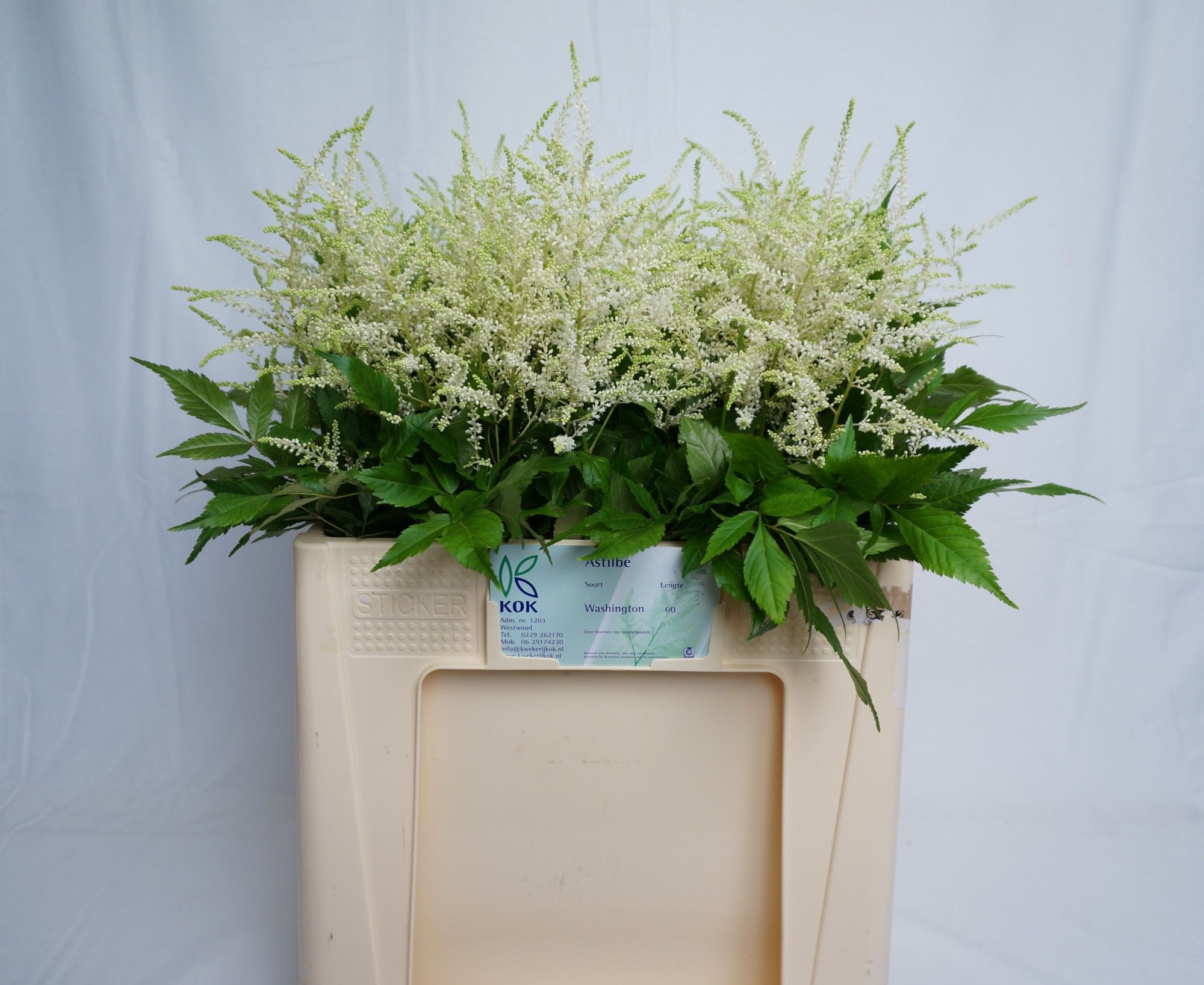 Астильба Вашингтон 55, шт.