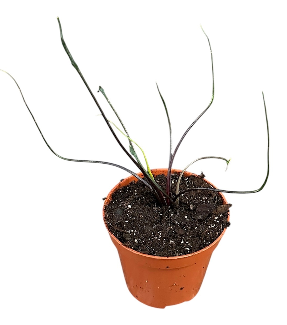 alocasia flying squid, D 8 cm