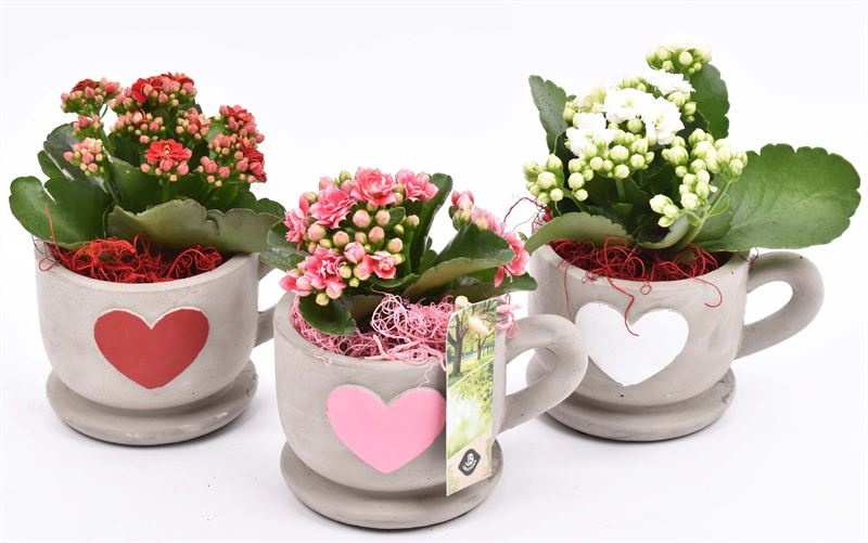 Cement kop/schotel met hart 13cm, D 13