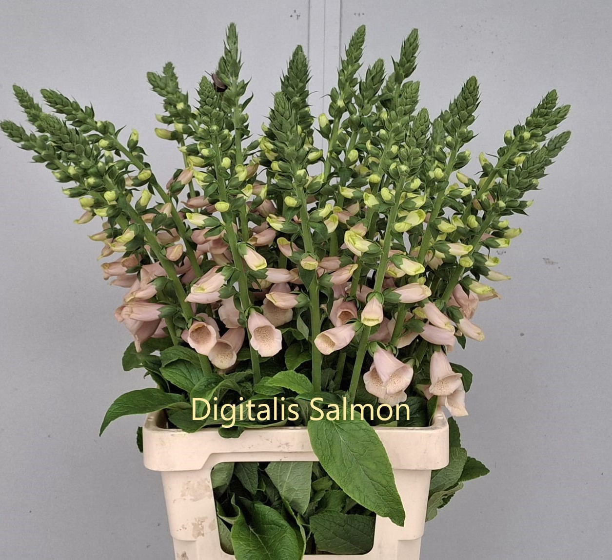 Дигиталис Камелот Крим 75, шт.