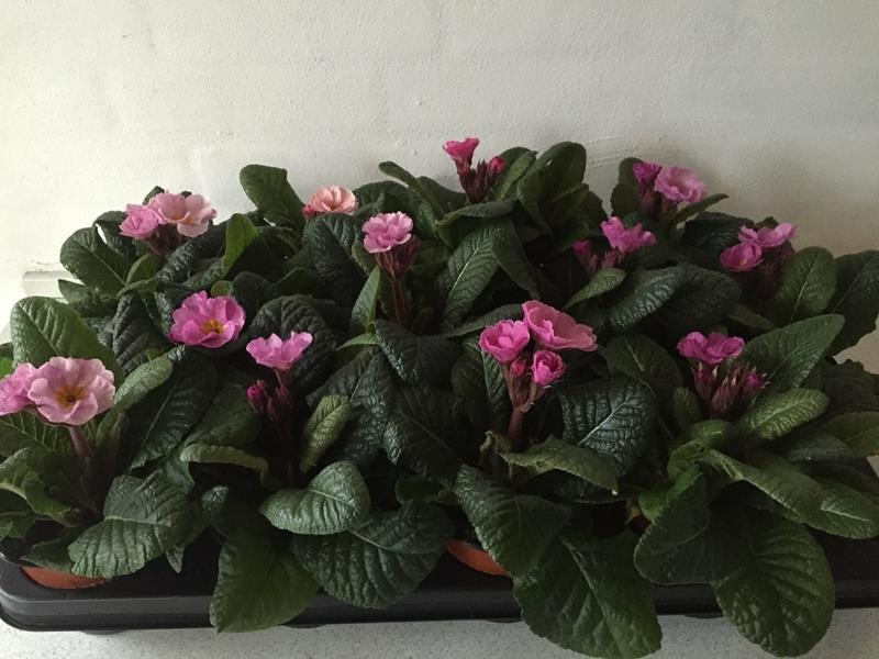 PRIMULA VERIS 'SYREN', D 11