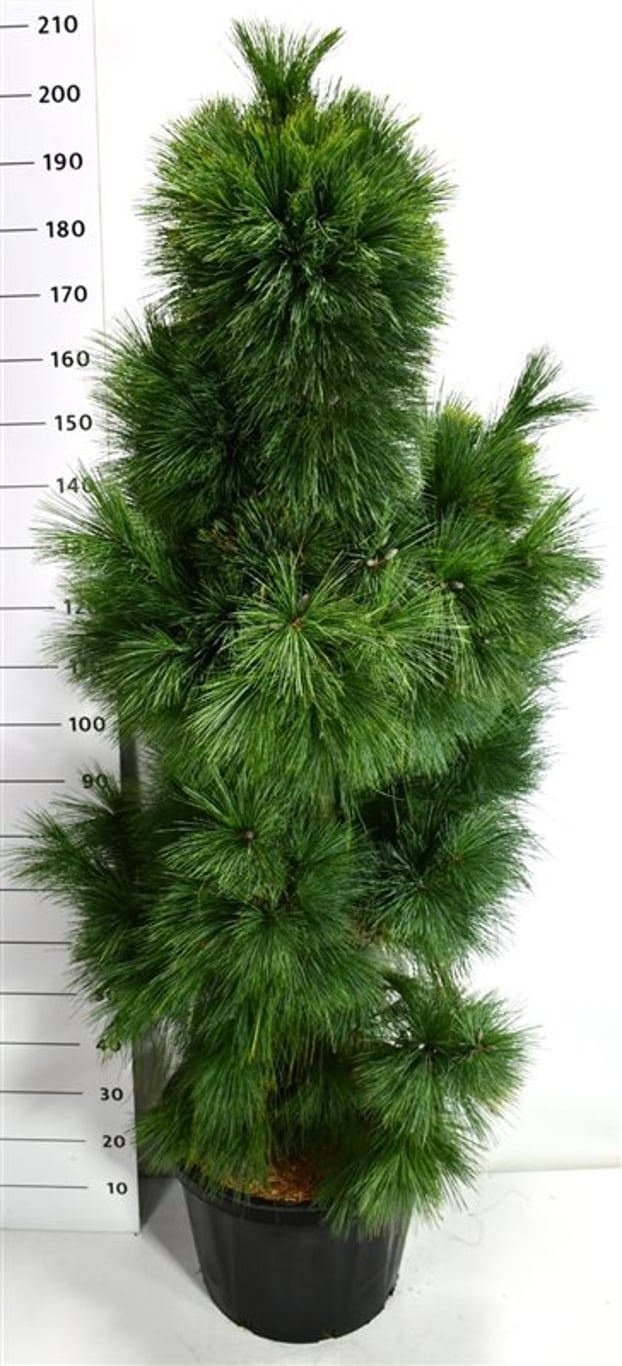 Pinus schwerinii 'Wiethorst', D 48