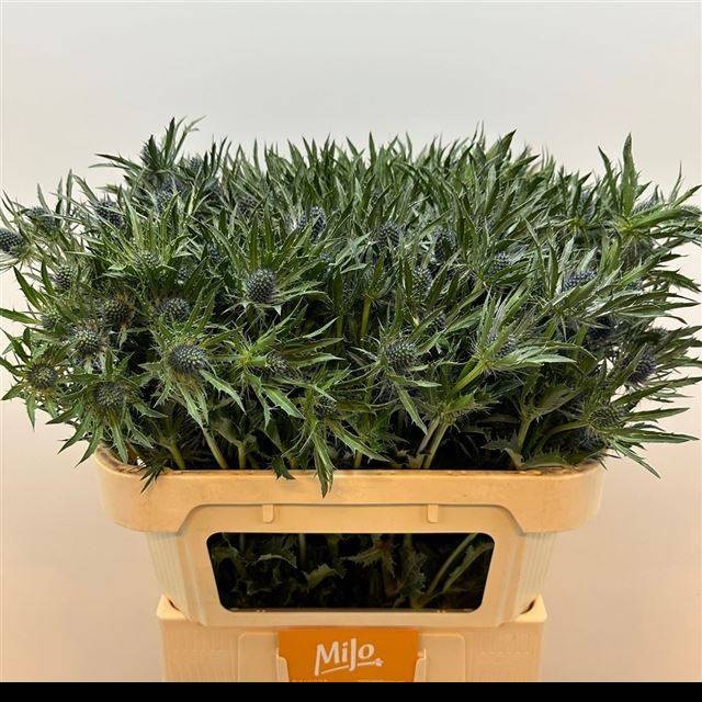 Эрингиум Блю Энджел 70, шт.