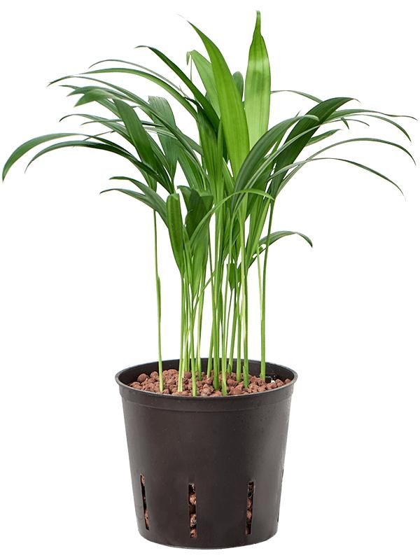 Dypsis (Areca) lutescens, D 13