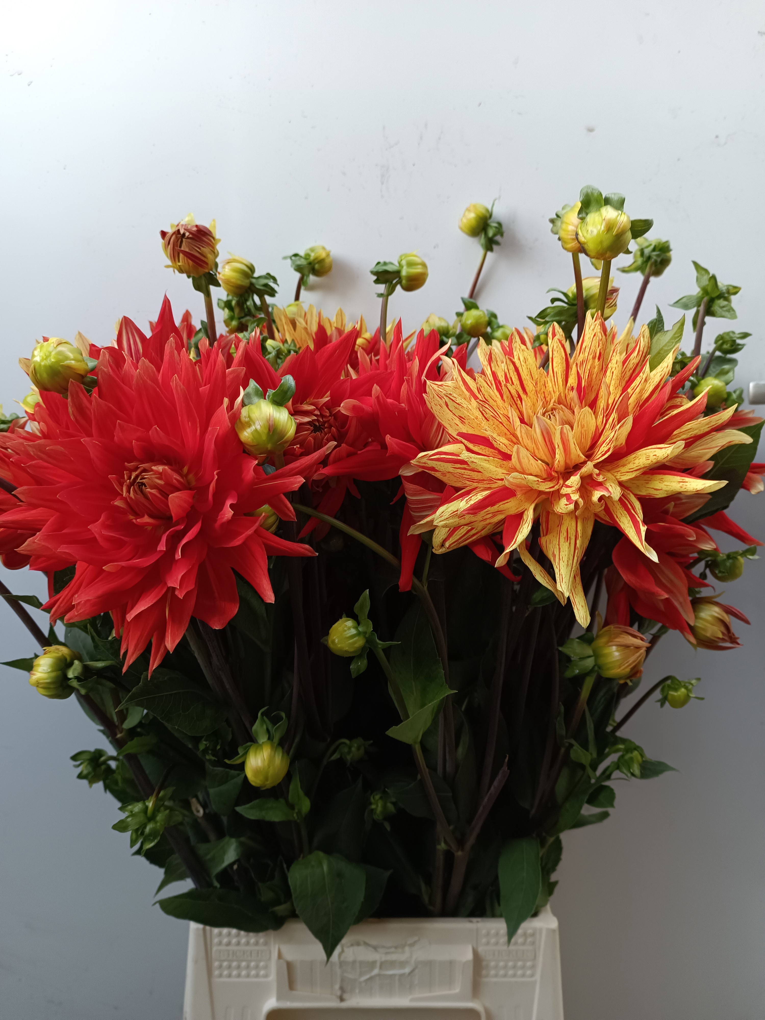 Георгина Вулкан 50, шт. Георгина Вулкан 50, шт.