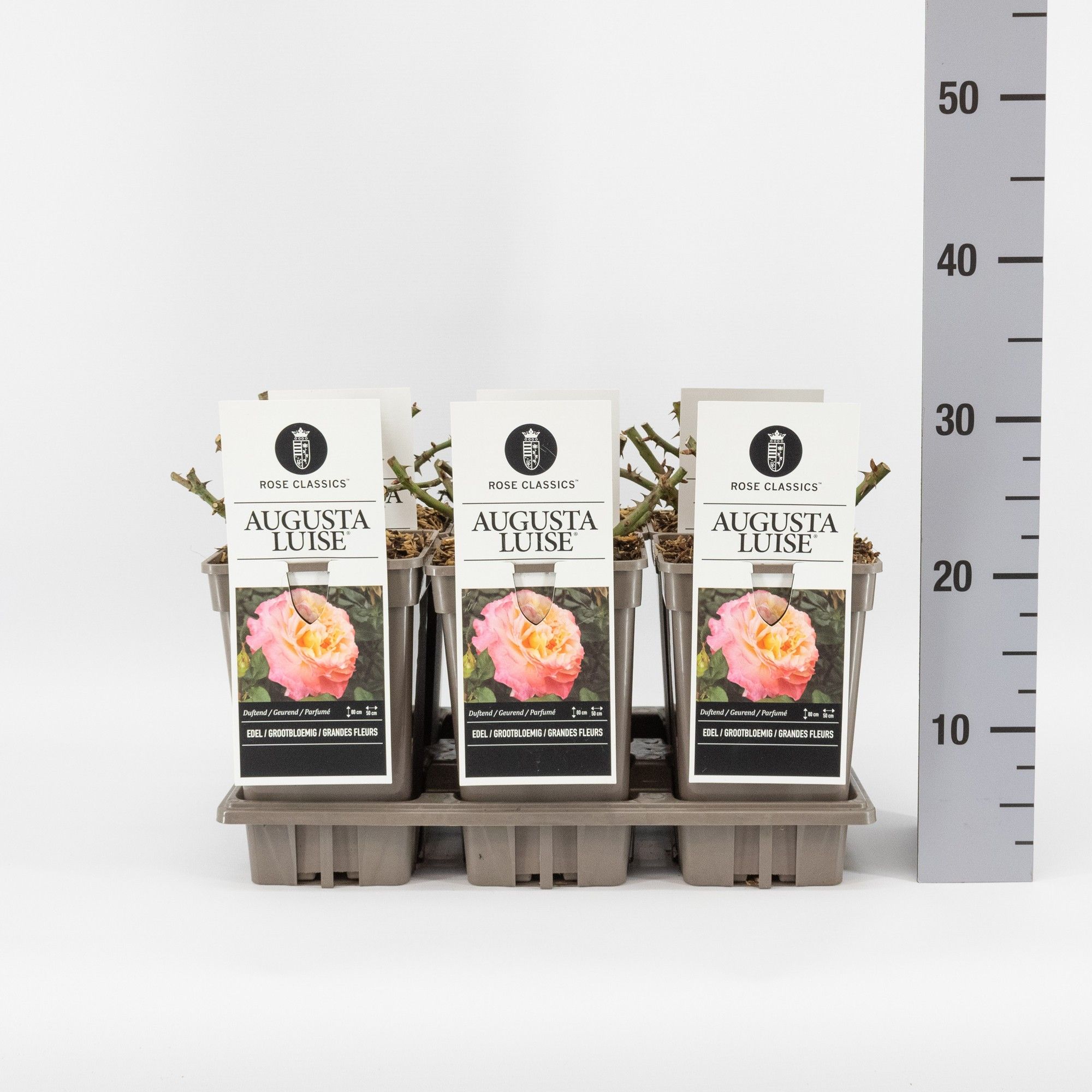 Rosa (TH) Augusta Luise ®, C3, D 17 cm