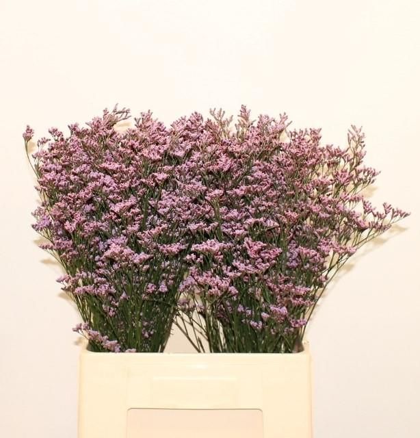 Лимониум Пиума Скай 70, шт.