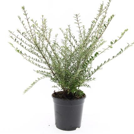 Lonicera nit. 'Silver Beauty', D 14 cm