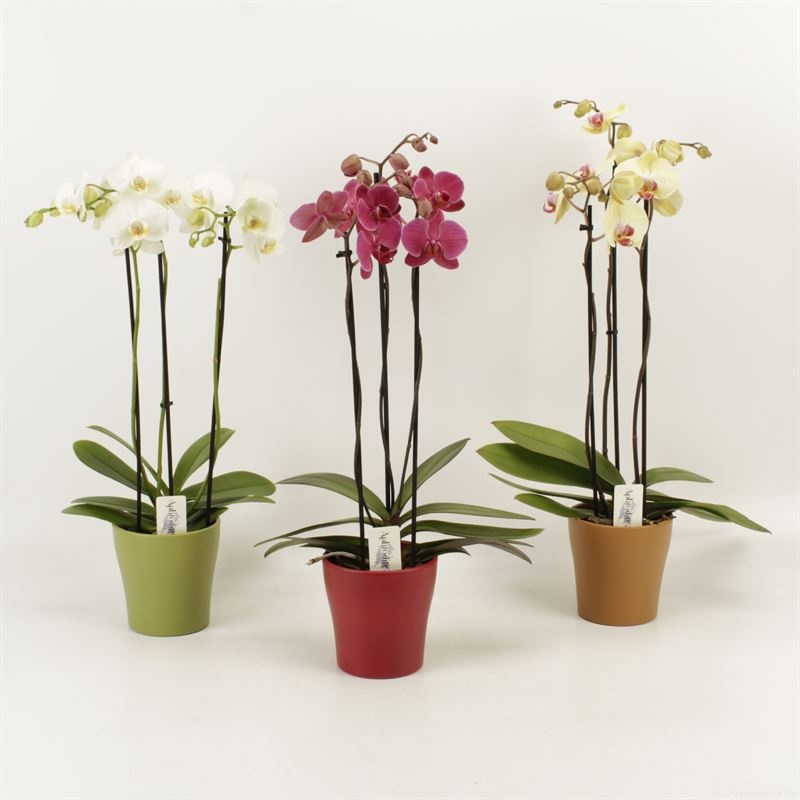 Phalaenopsis gemengd 3 Tak mix herfst keramiek, D 12 cm