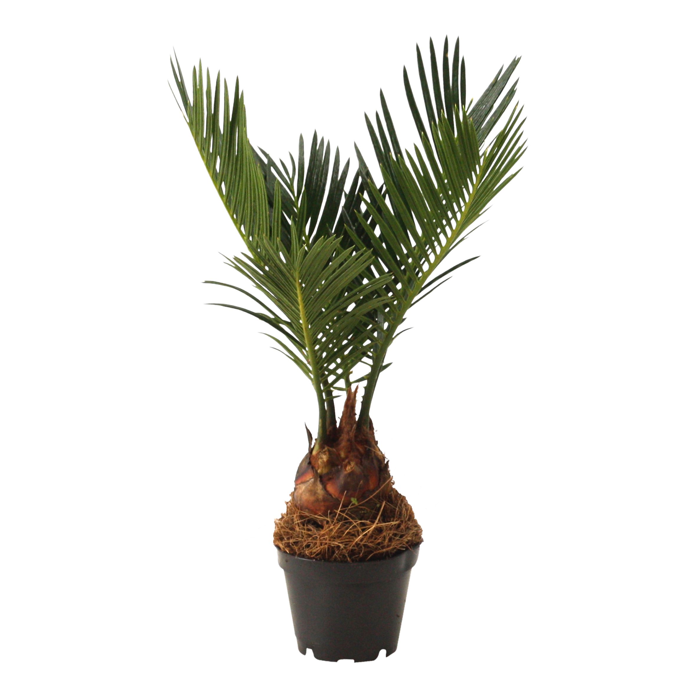 Cycas revoluta 6 cm, 3+ veren, D 6 cm Cycas revoluta 6 cm, 3+ veren, D 6 cm