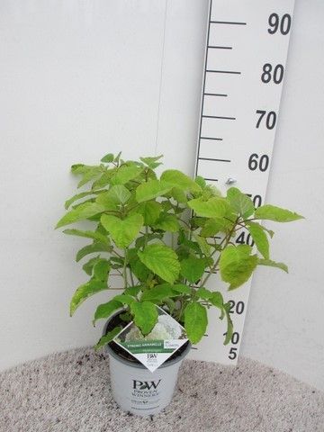 Hydrangea arb. Strong Annabelle 30-40 P23, D 23 cm