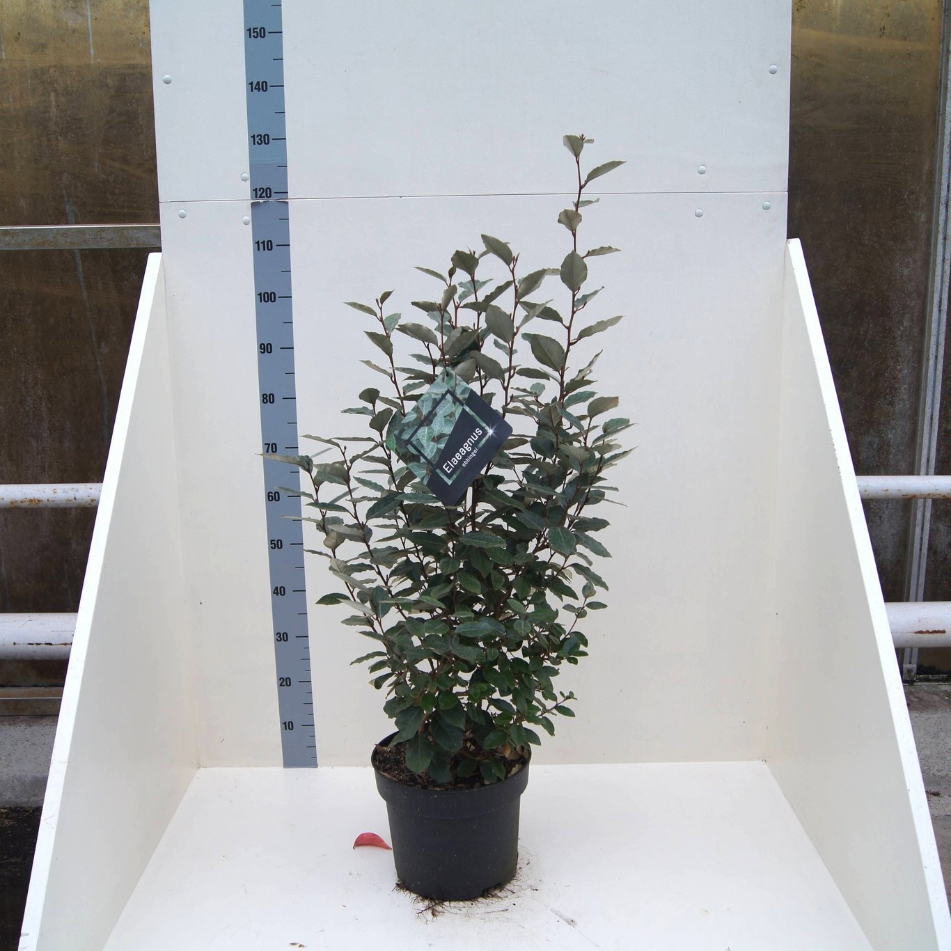 Elaeagnus ebbingei, D 28
