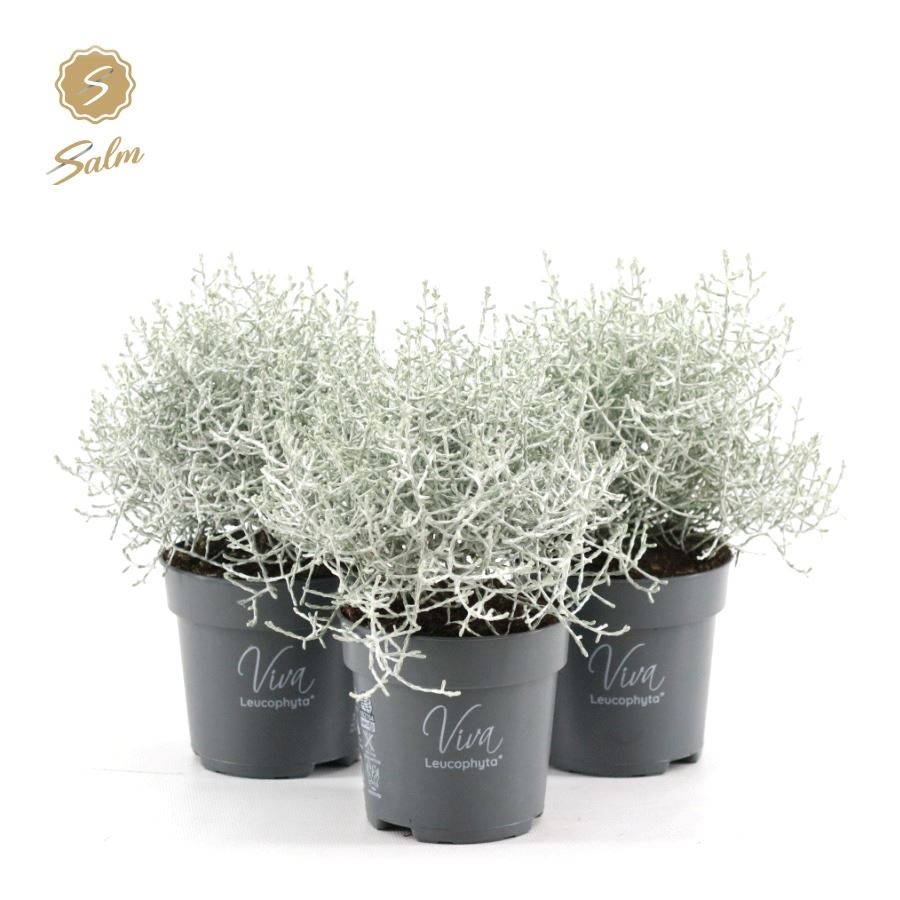 Viva Leucophyta brownii ‘Challenge’ P10, D 10 cm