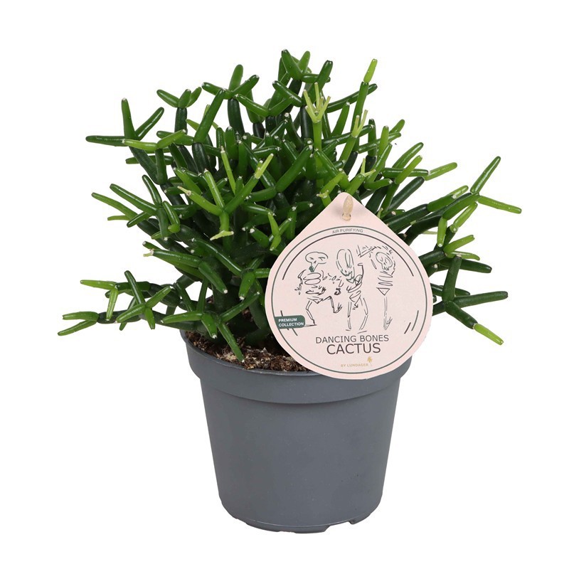 HATIORA BAMBUSOIDES, D 6