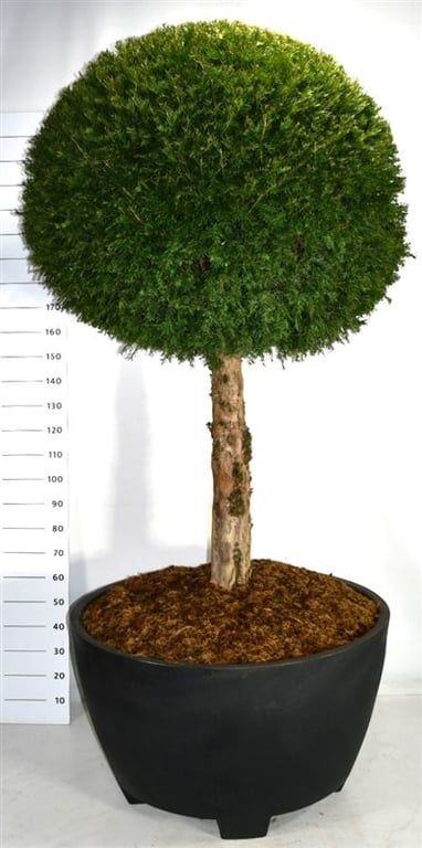 Taxus baccata, D 100