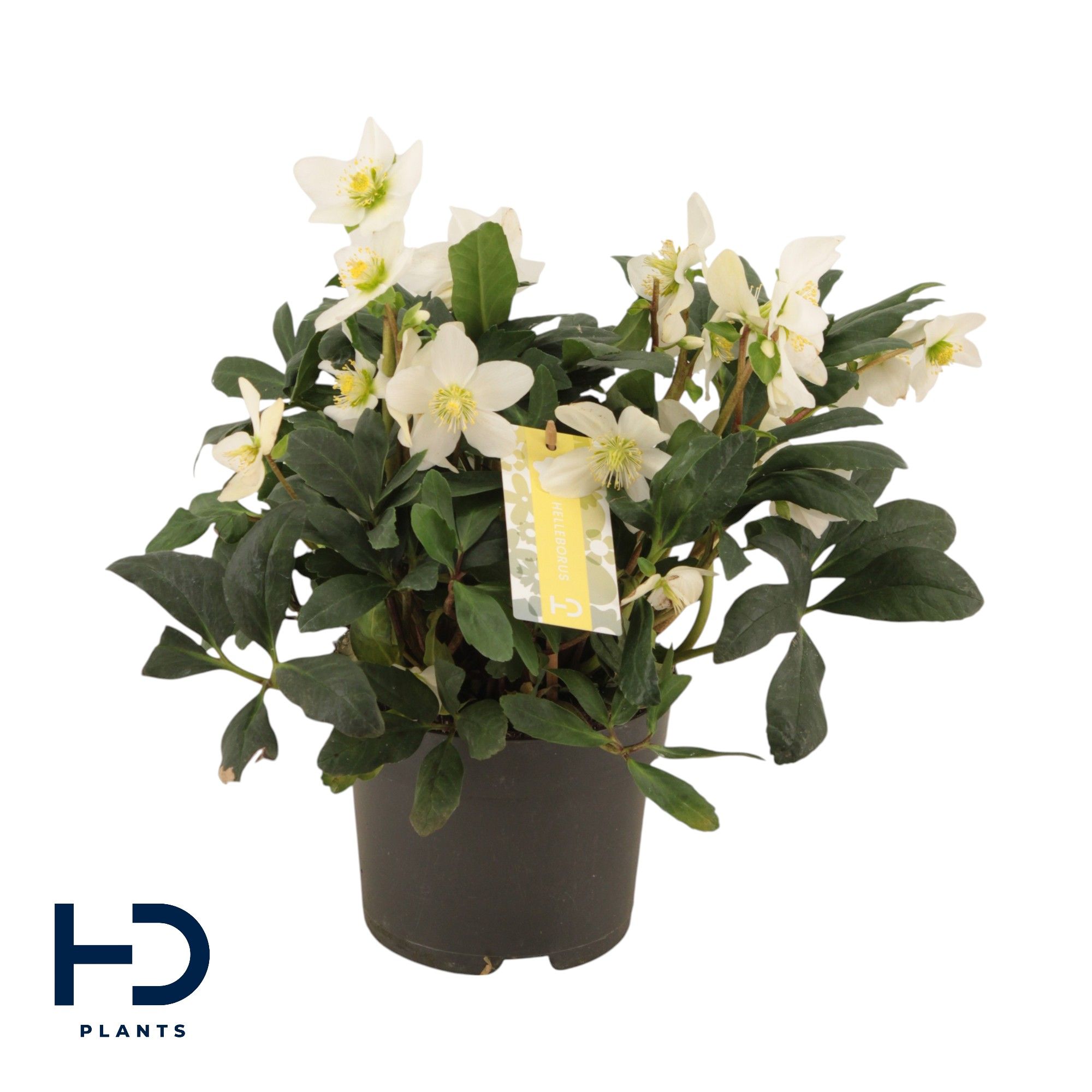 Helleborus niger 'Christmas Carol' XXL p17, D 17 cm