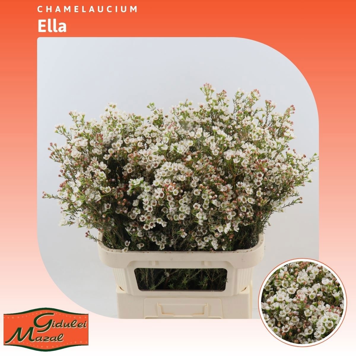 Шамелациум Элла 80, шт.