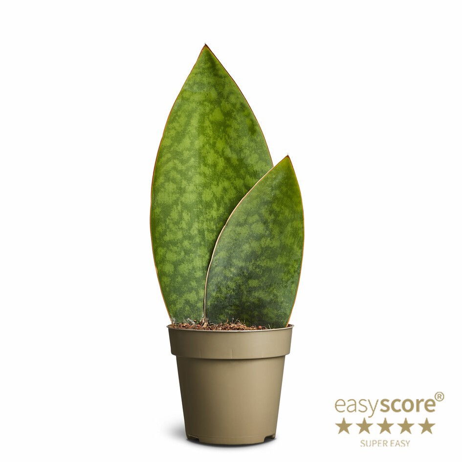 SANSEVIERIA TRIFASCIATA 'Masoniana', D 11 cm SANSEVIERIA TRIFASCIATA 'Masoniana', D 11 cm