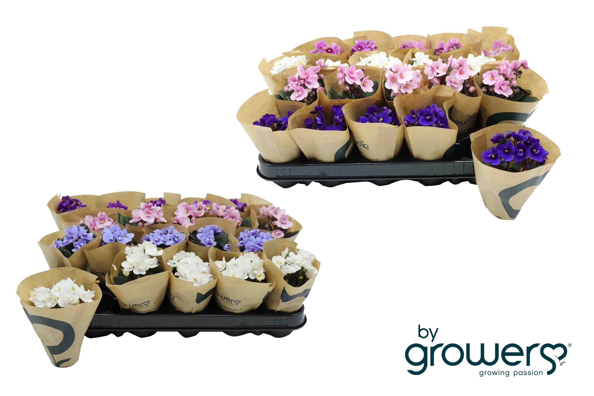 SAINTPAULIA IONANTHA 'MINI' 'Mix', D 6