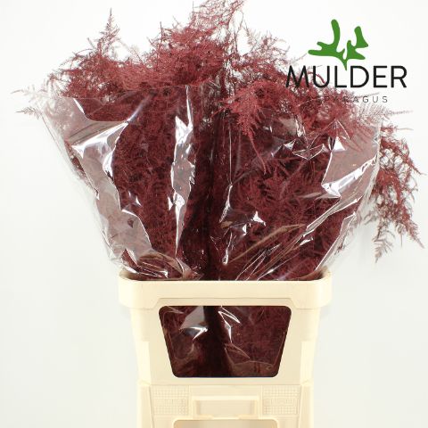 Аспарагус Овериг Крашеный (краш. ) 85, шт.