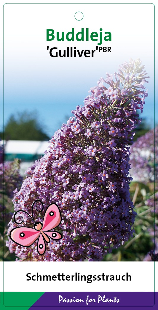 Buddleja dav. 'Gulliver' 30-40C3, D 19 cm