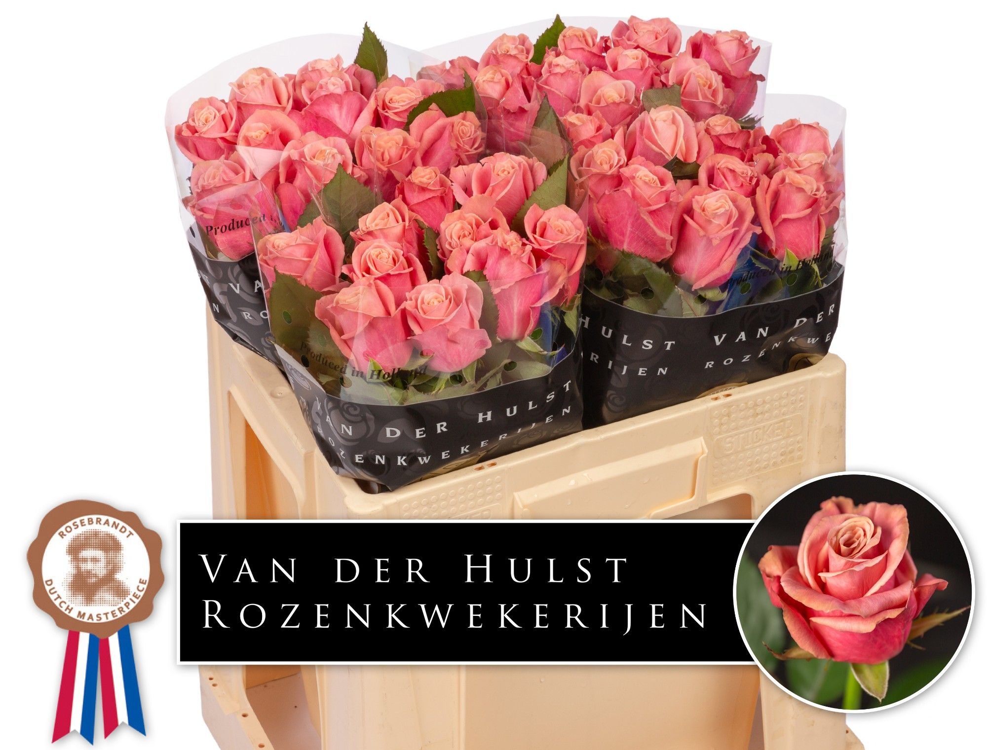 Роза од. Адель 50, шт.