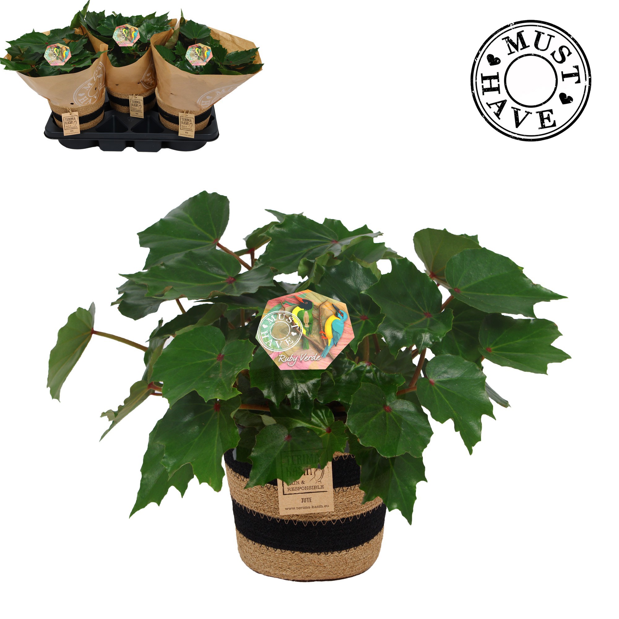 Bladbegonia Rex 17 Rubi Verde in jutte mand MUST HAVE, D 17 cm