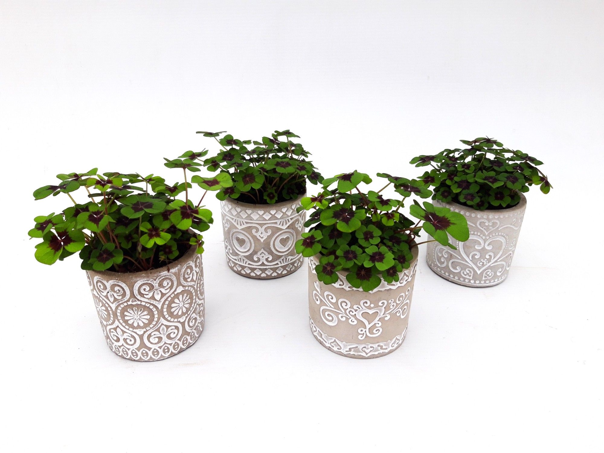 Oxalis in Keramiek grijs, D 9