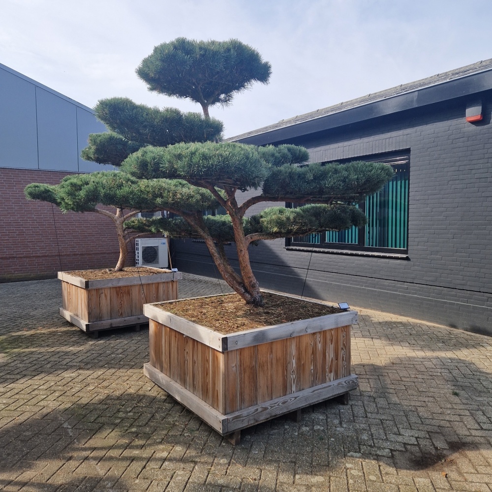 Pinus sylvestris 'Watereri' Nr.7, D 120 cm