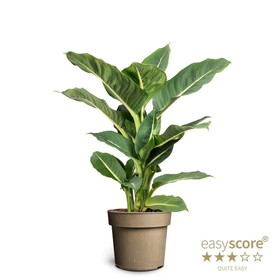 Dieffenbachia ´Green Magic´, D 17