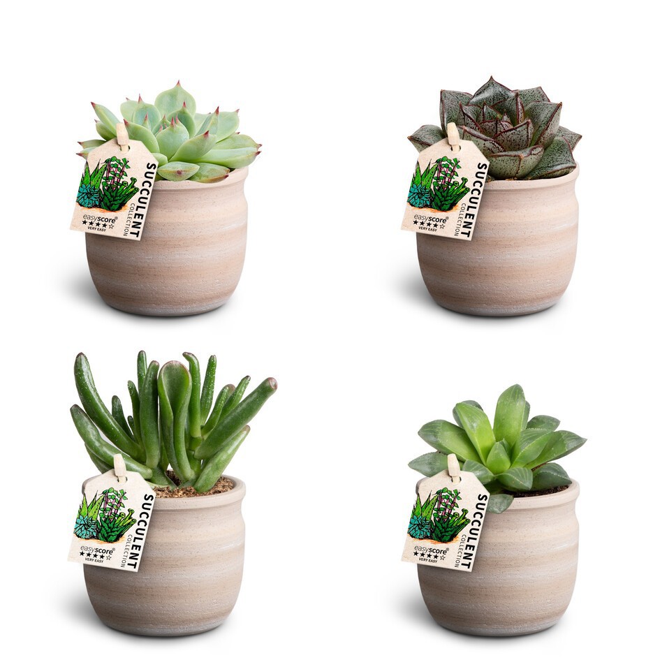 Succulent Mix 30680845 Maceta, D 7